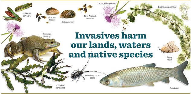 invasive_species