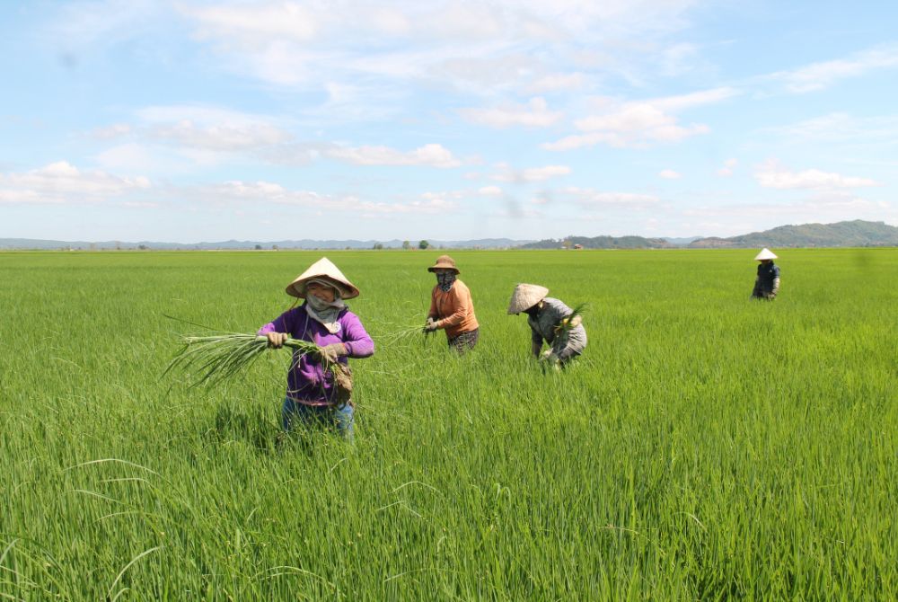 Đắk Lắk giảm phát thải khí nhà kính trong sản xuất lúa