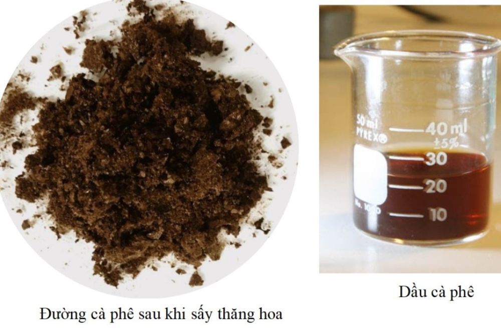 Biến bã cà phê thành dầu, đường sinh học!