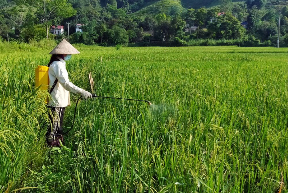 Hưng Yên: Thu gom, xử lý vỏ bao bì thuốc bảo vệ thực vật trên đồng ruộng