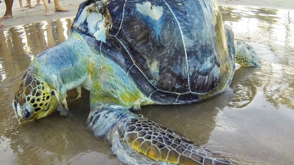 rùa chết vì ô nhiễm nhựa