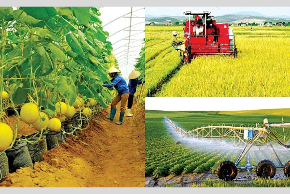 ADB và BIDV hỗ trợ nông nghiệp bền vững và trao quyền cho phụ nữ tại Việt Nam.
