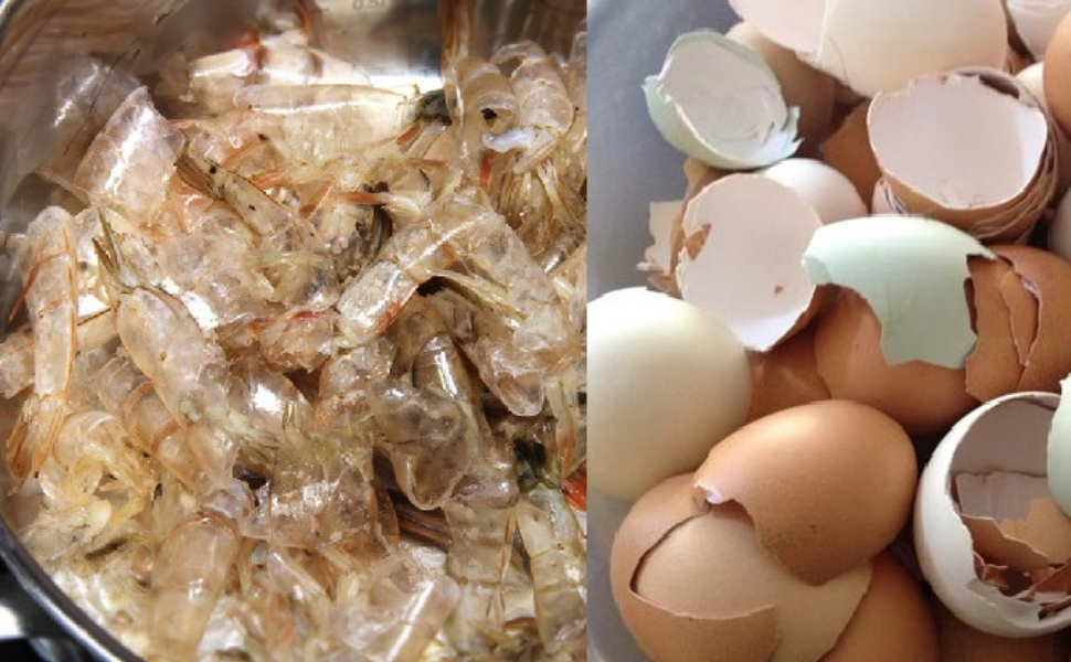 Sản xuất phân bón sinh học từ vỏ trứng và vỏ đầu tôm