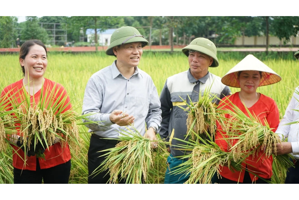 Quảng Ninh thí điểm trồng lúa giảm phát thải