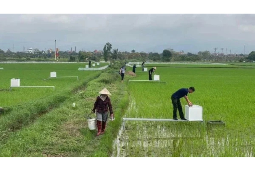 Trồng lúa giảm phát thải