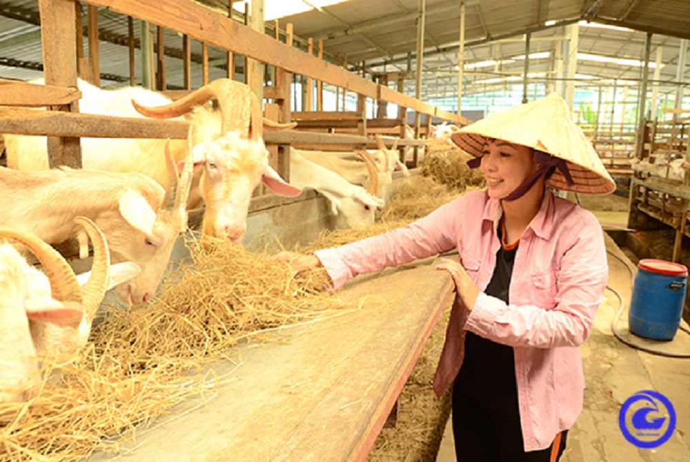 Huyện Châu Thành Tỉnh Tiền Giang: Tập trung củng cố, phát huy vai trò của hợp tác xã trong xây dựng nông thôn mới