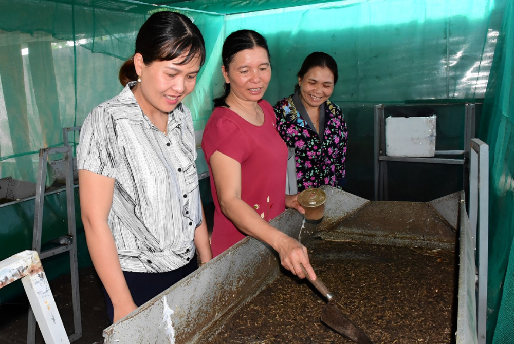  Nuôi ruồi để chăn nuôi sạch