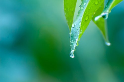 rain-drops-macro-plant-nature-wet-wallpaper