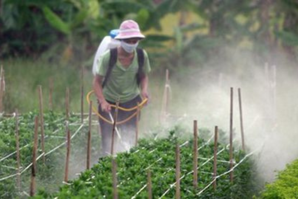 Quang Ninh: Implementing solutions to manage fertilisers and pesticides!