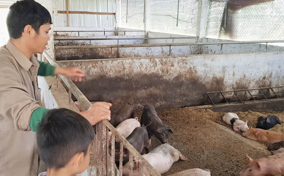 chăn nuôi lợn hữu cơ an toàn sinh học