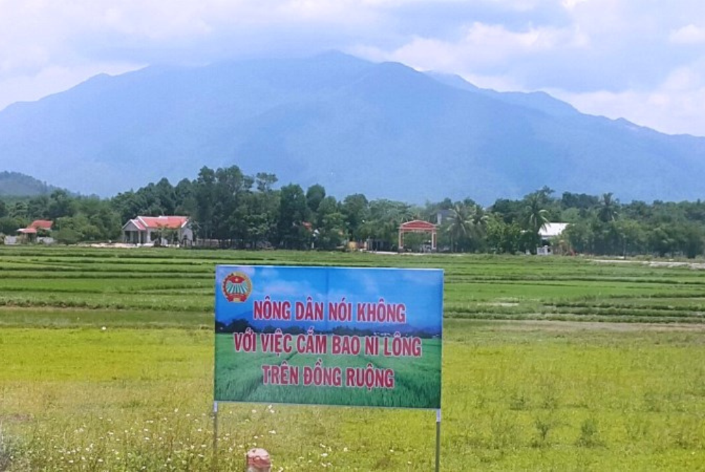 Đà Nẵng: Hướng tới mô hình “3 không” trên cánh đồng tại Huyện Hòa Vang!