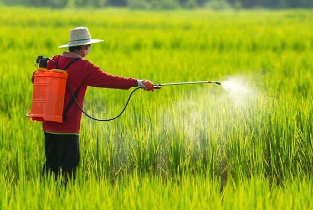 Thừa Thiên Huế: Sử dụng thuốc bảo vệ thực vật hợp lý "Lợi đôi đường"